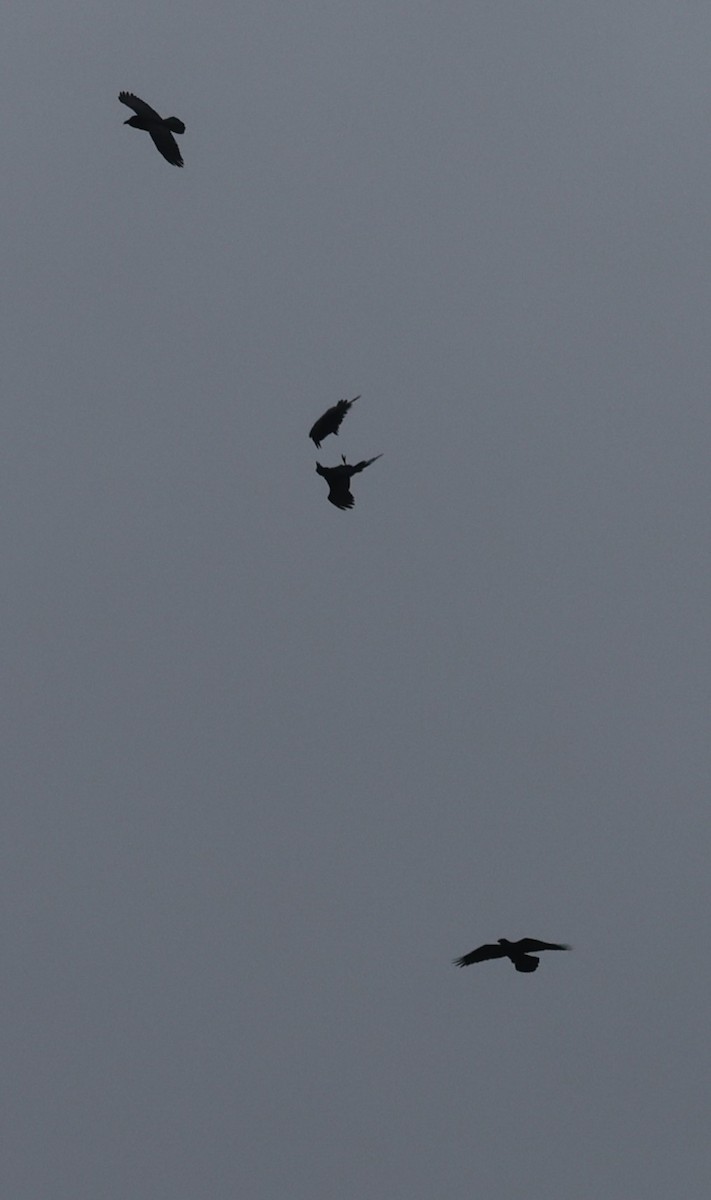 Common Raven - ML643456837