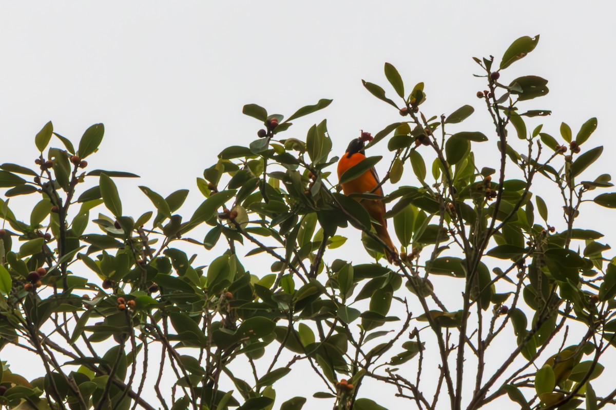 Baltimore Oriole - ML643456843