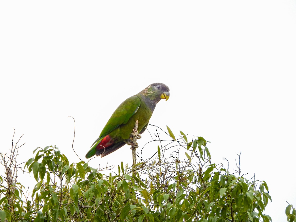 Scaly-headed Parrot - ML643456864