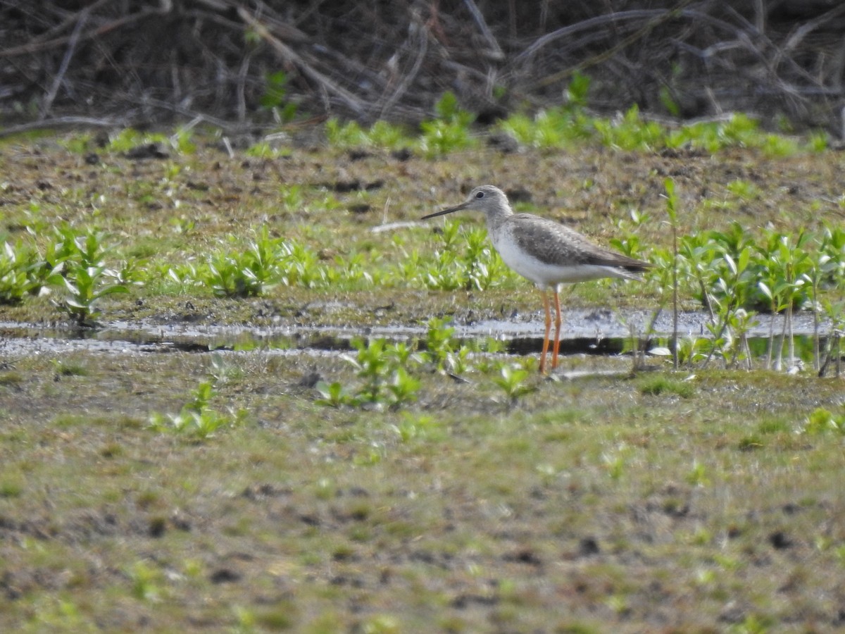 gulbeinsnipe/plystresnipe - ML643456865