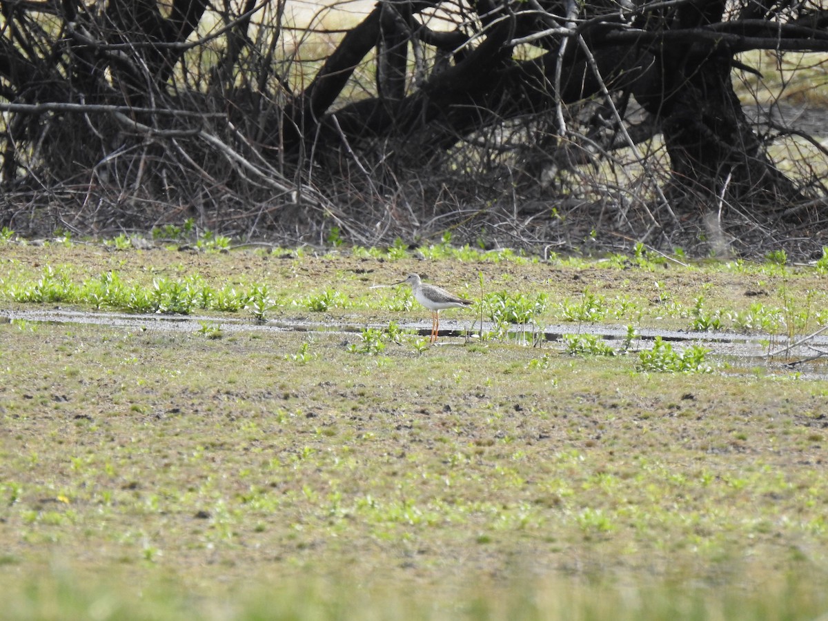 gulbeinsnipe/plystresnipe - ML643456866
