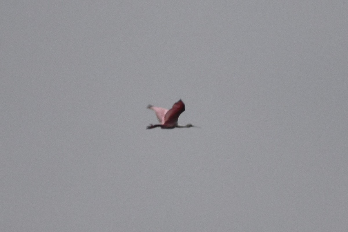Roseate Spoonbill - ML643456877