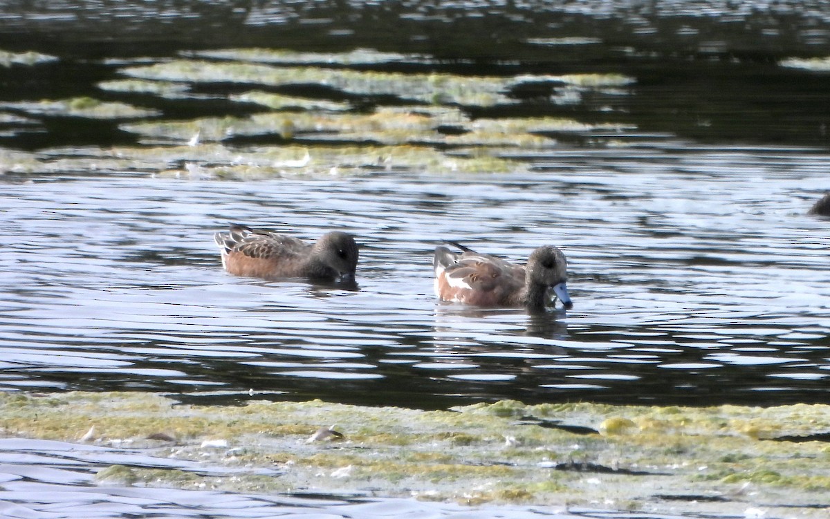 Canard d'Amérique - ML643456909
