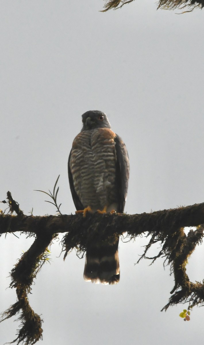 Double-toothed Kite - ML643456923