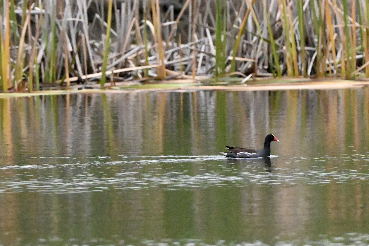Uroilo amerikarra - ML643456933