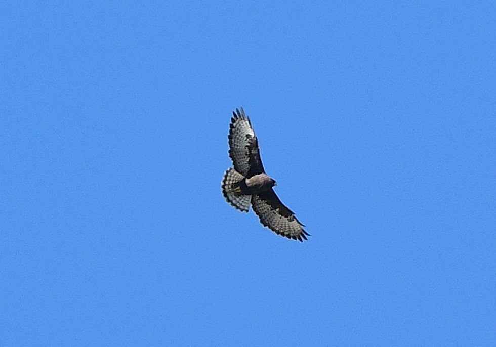 Short-tailed Hawk - ML643456981