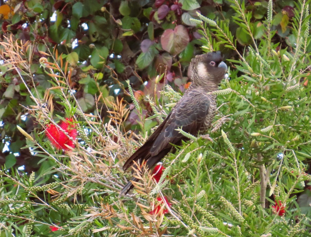 Carnaby's Black-Cockatoo - ML643456991
