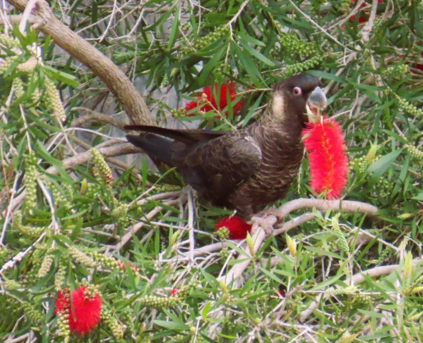 Carnaby's Black-Cockatoo - ML643456992