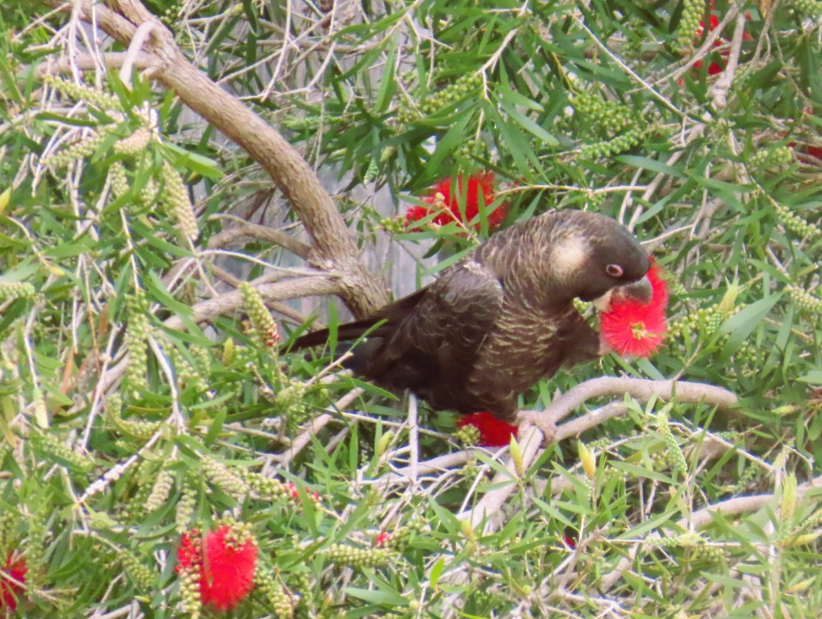 Carnaby's Black-Cockatoo - ML643456993