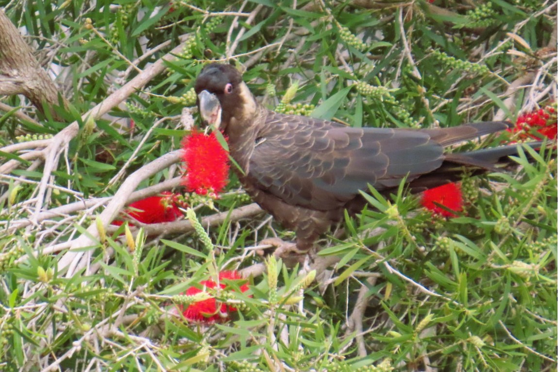 Carnaby's Black-Cockatoo - ML643456994