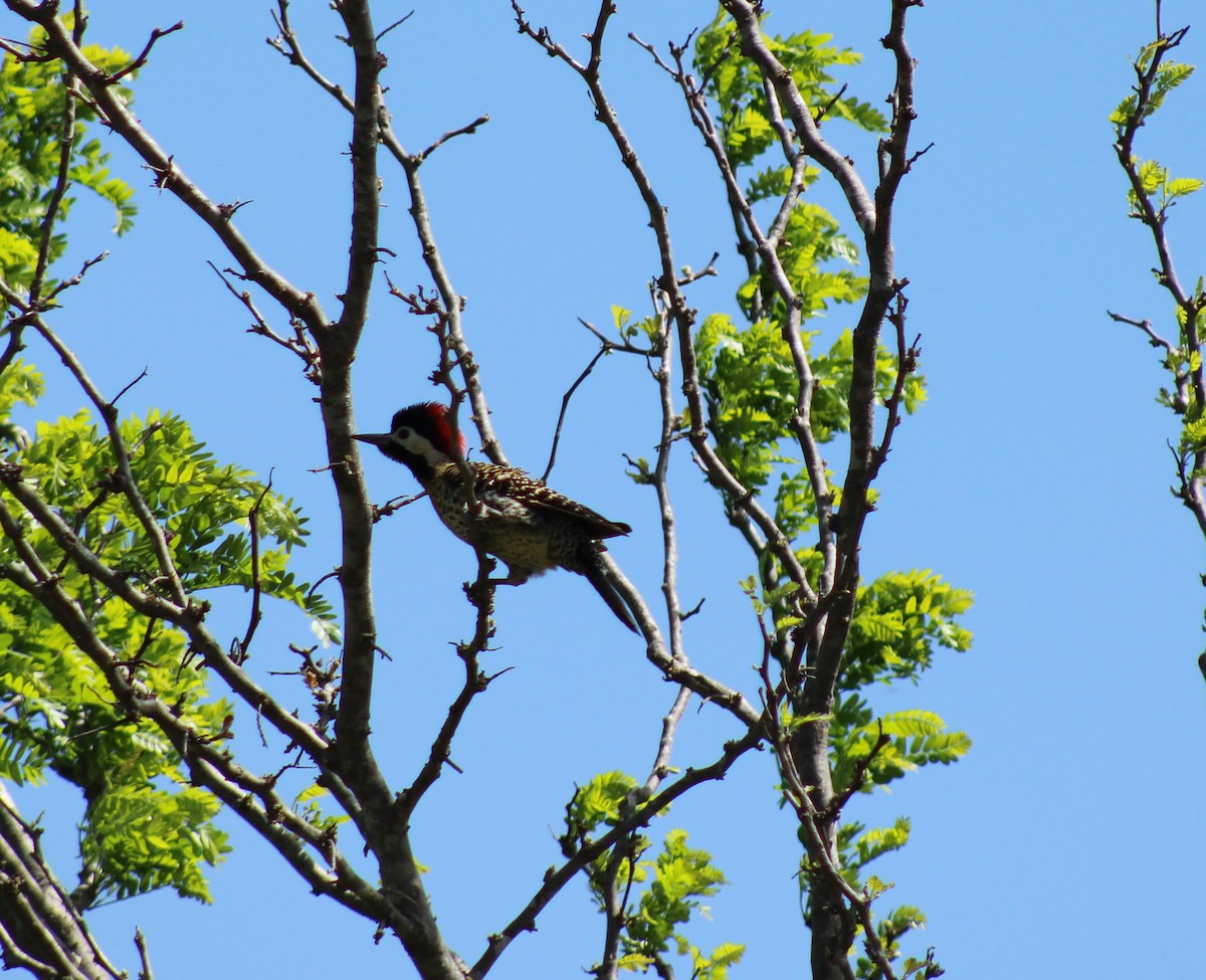 Green-barred Woodpecker - ML643457003