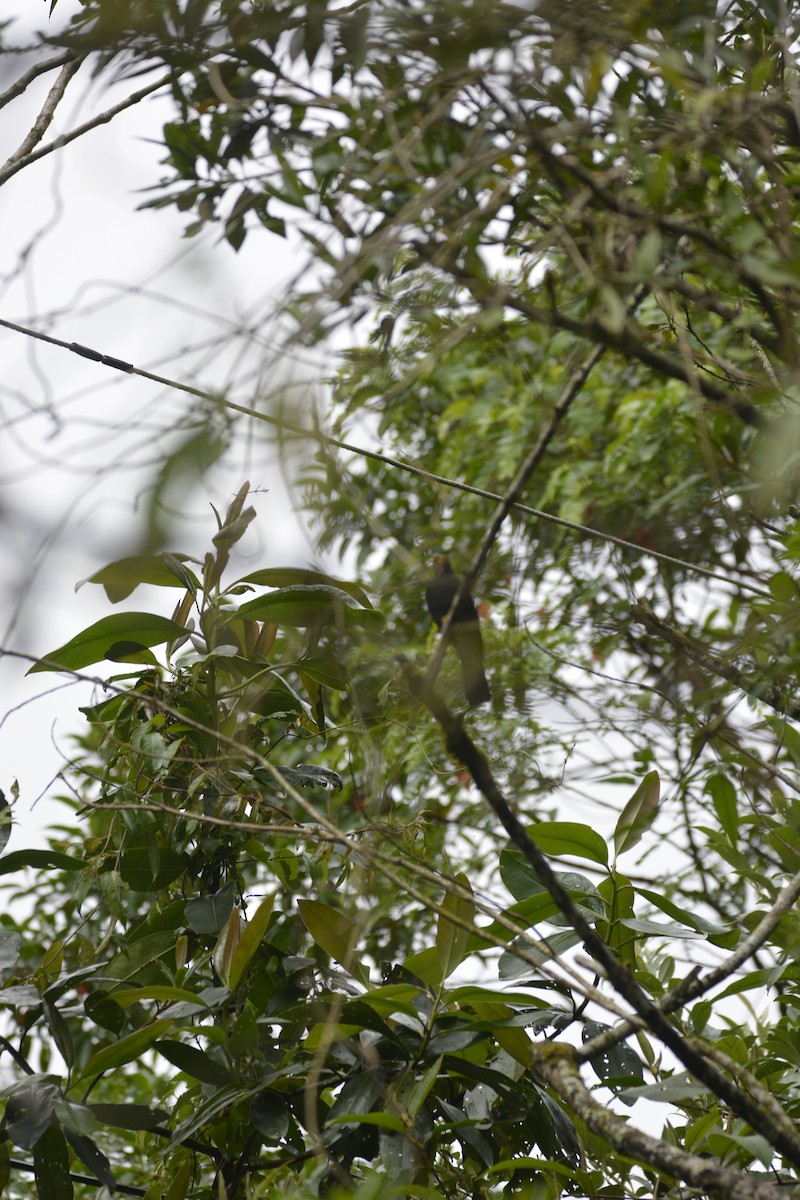 Yellow-legged Thrush - ML643457022