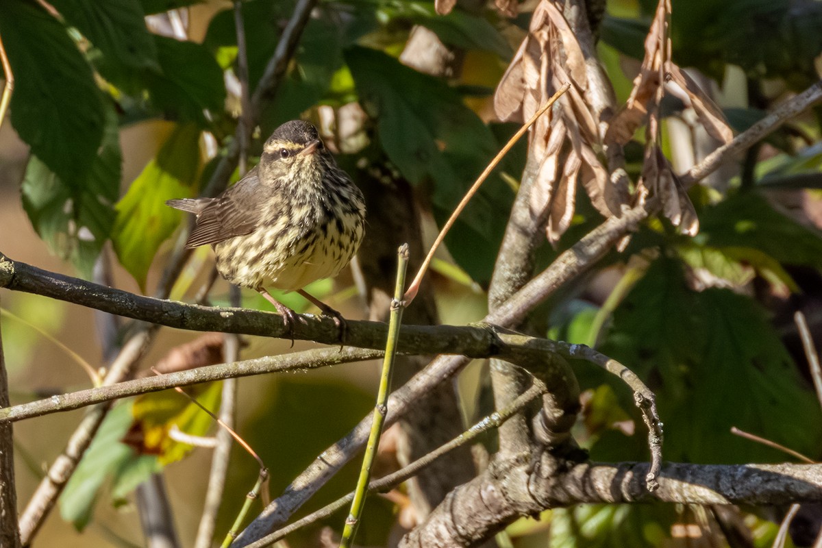 Northern Waterthrush - ML643457026
