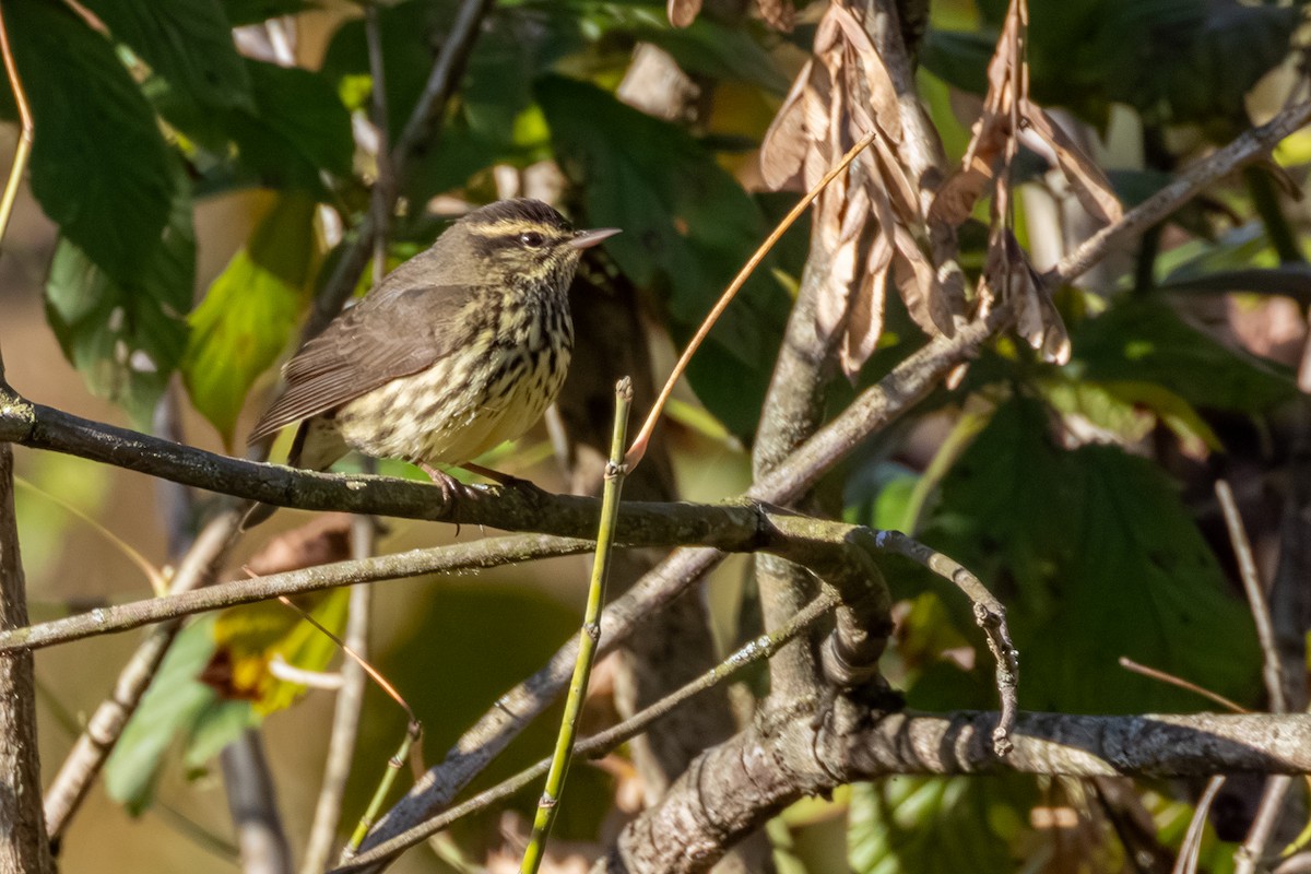 Northern Waterthrush - ML643457027