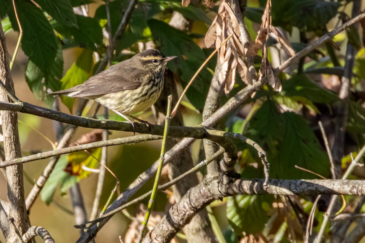 Northern Waterthrush - ML643457028