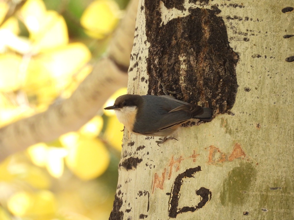 Pygmy Nuthatch - ML643457035