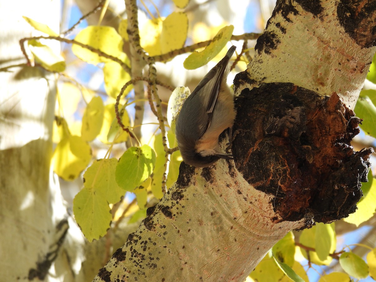 Pygmy Nuthatch - ML643457036