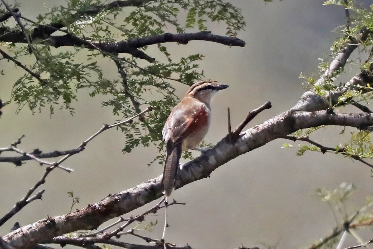 Black-crowned Tchagra - ML643457047
