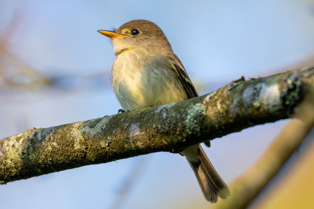 Willow Flycatcher - ML643457049