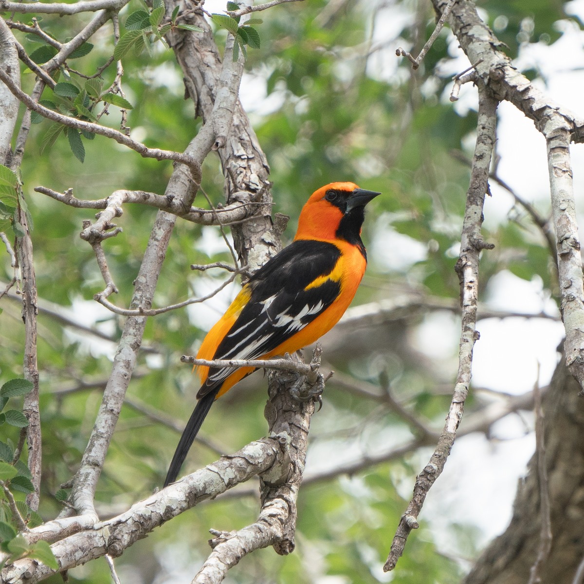 Altamira Oriole - ML643457064