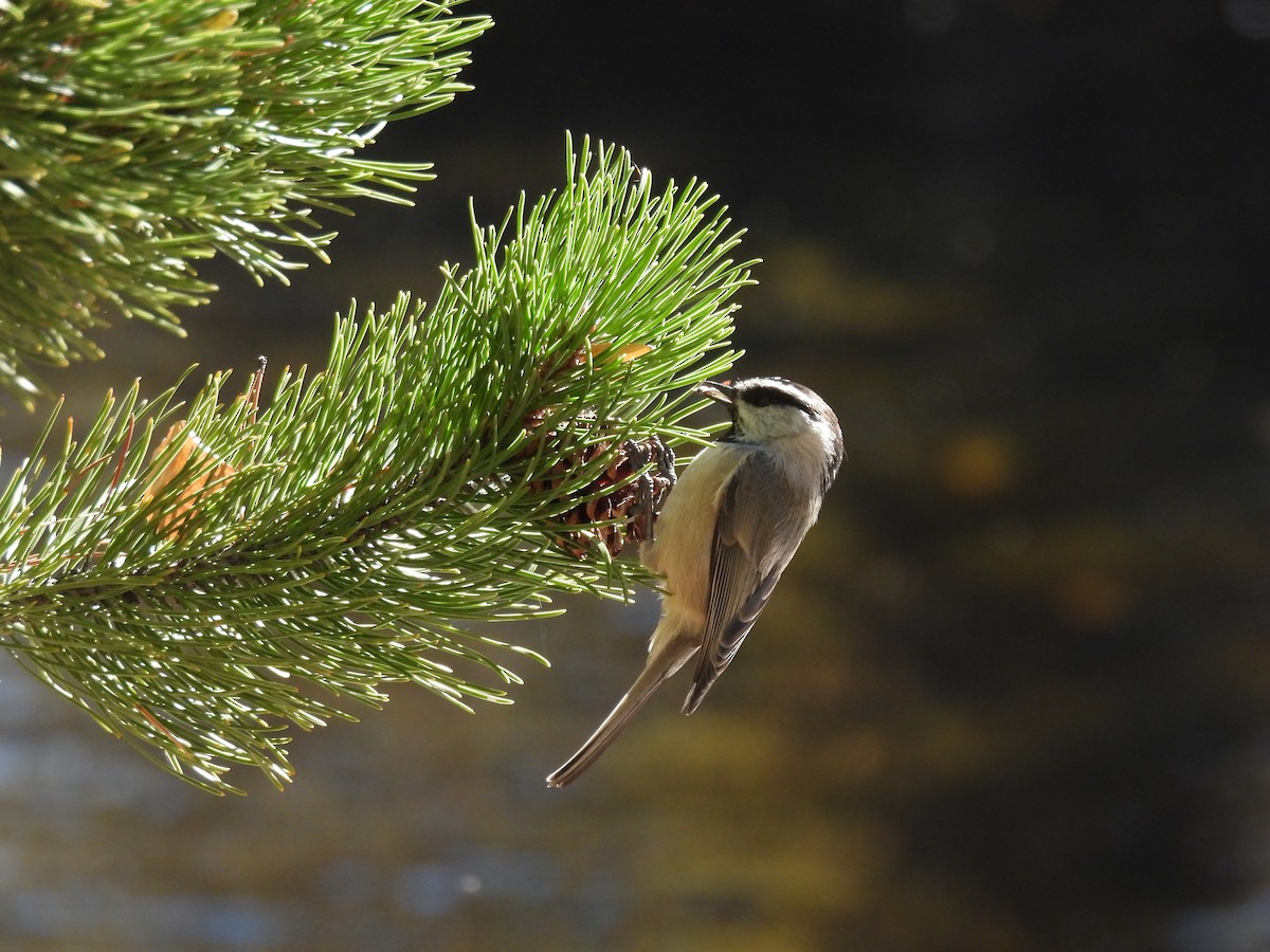 Mountain Chickadee - ML643457066