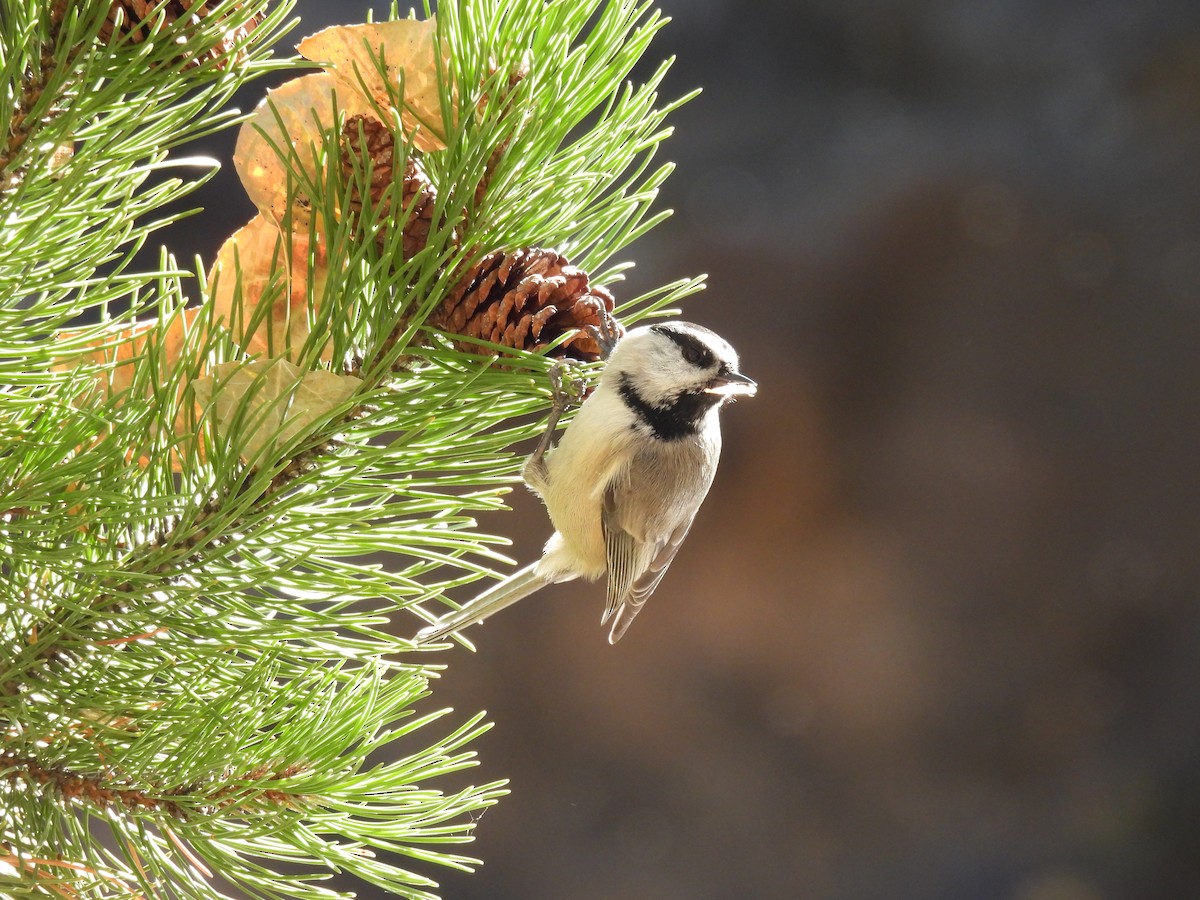 Mountain Chickadee - ML643457067