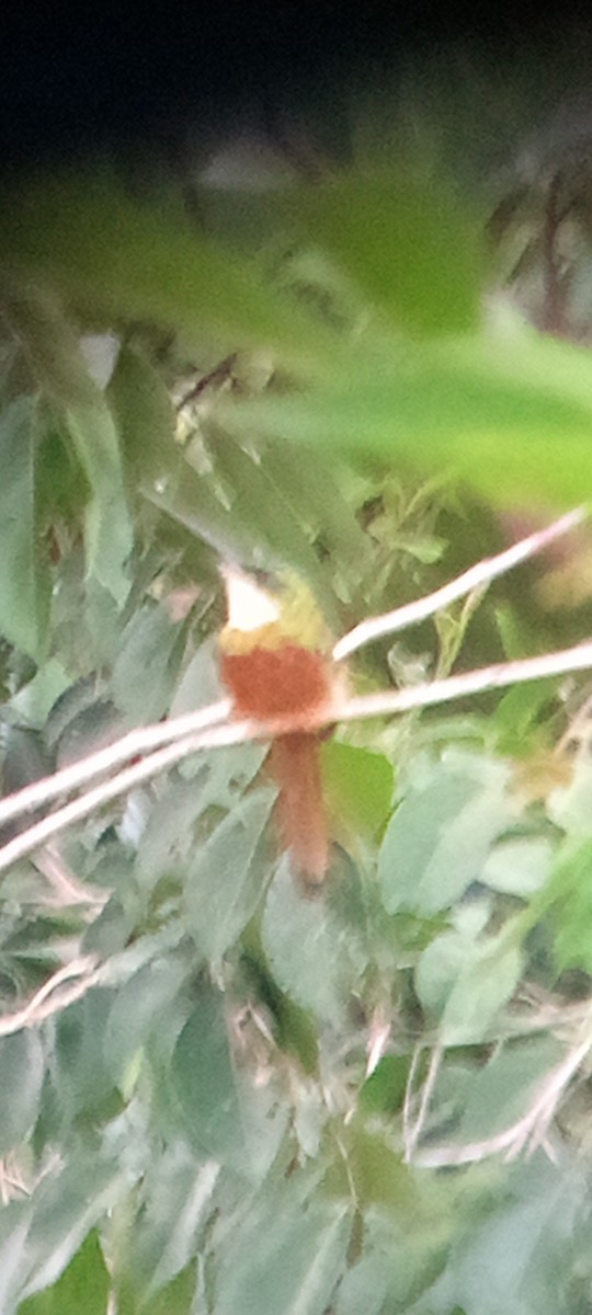 Rufous-tailed Jacamar - ML643457074