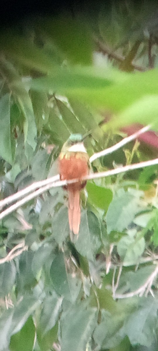 Rufous-tailed Jacamar - ML643457076