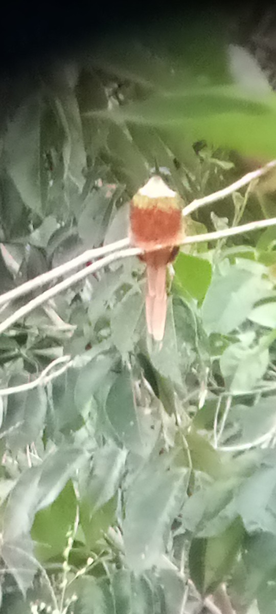 Rufous-tailed Jacamar - ML643457077