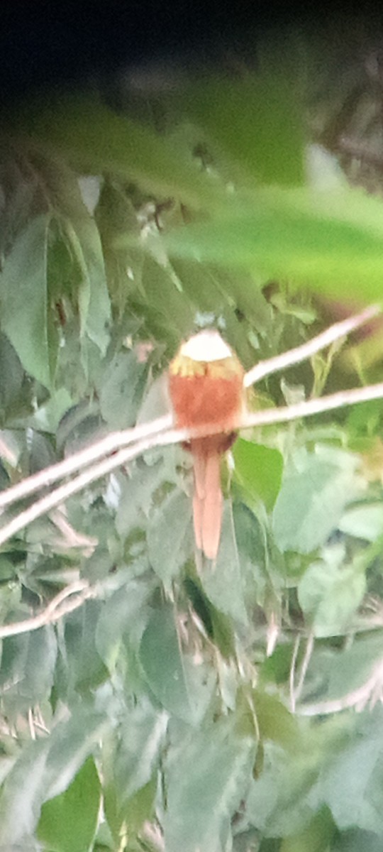 Rufous-tailed Jacamar - ML643457078