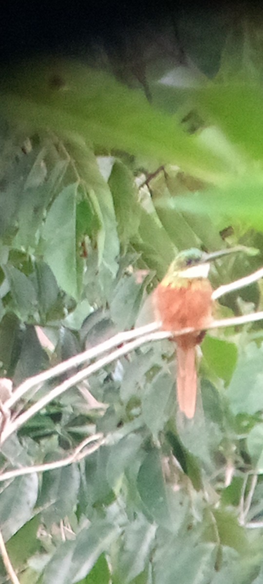Rufous-tailed Jacamar - ML643457079