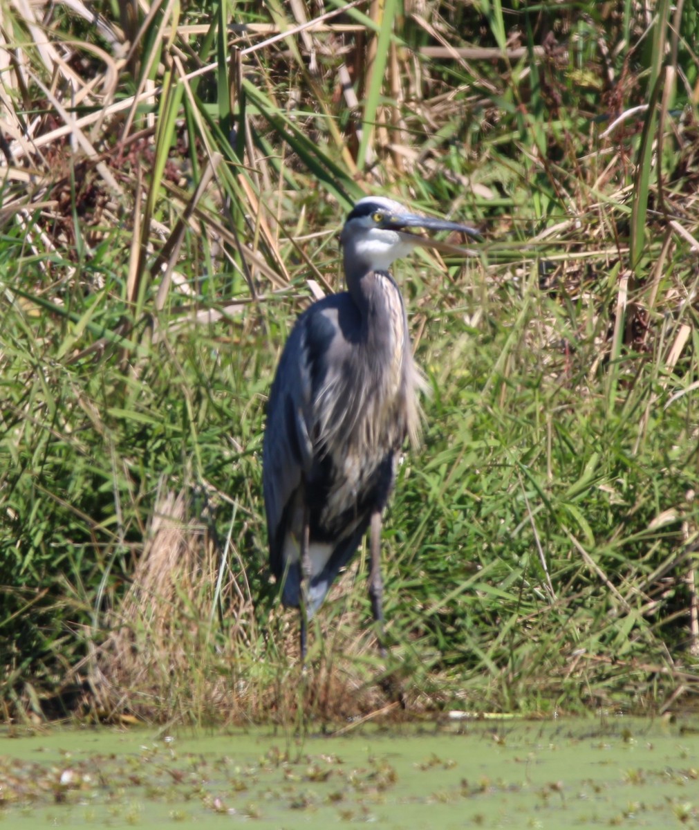 Great Blue Heron - ML643457097