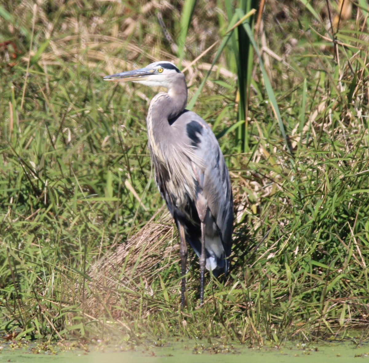 Great Blue Heron - ML643457098