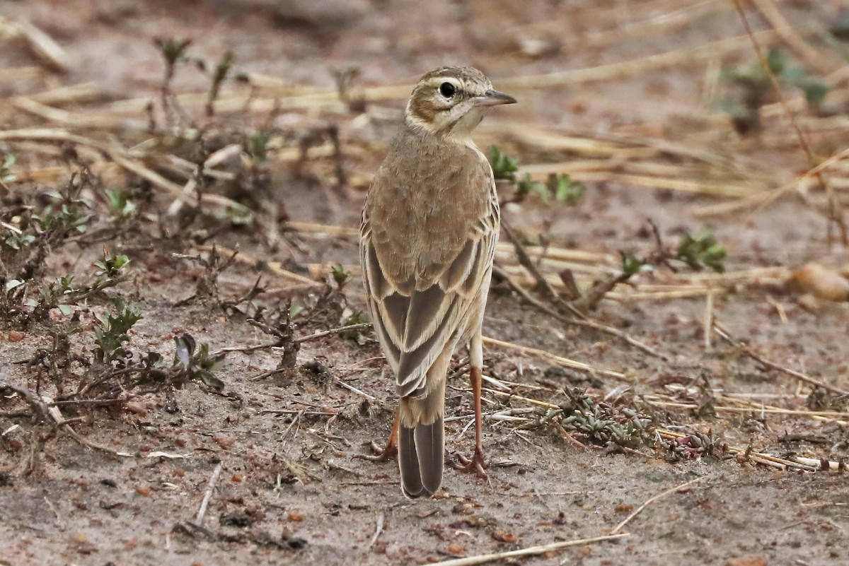 Plain-backed Pipit - ML643457121