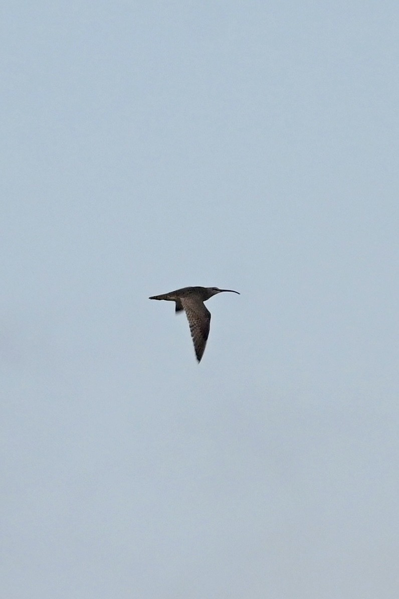 Whimbrel (Hudsonian) - ML643457128
