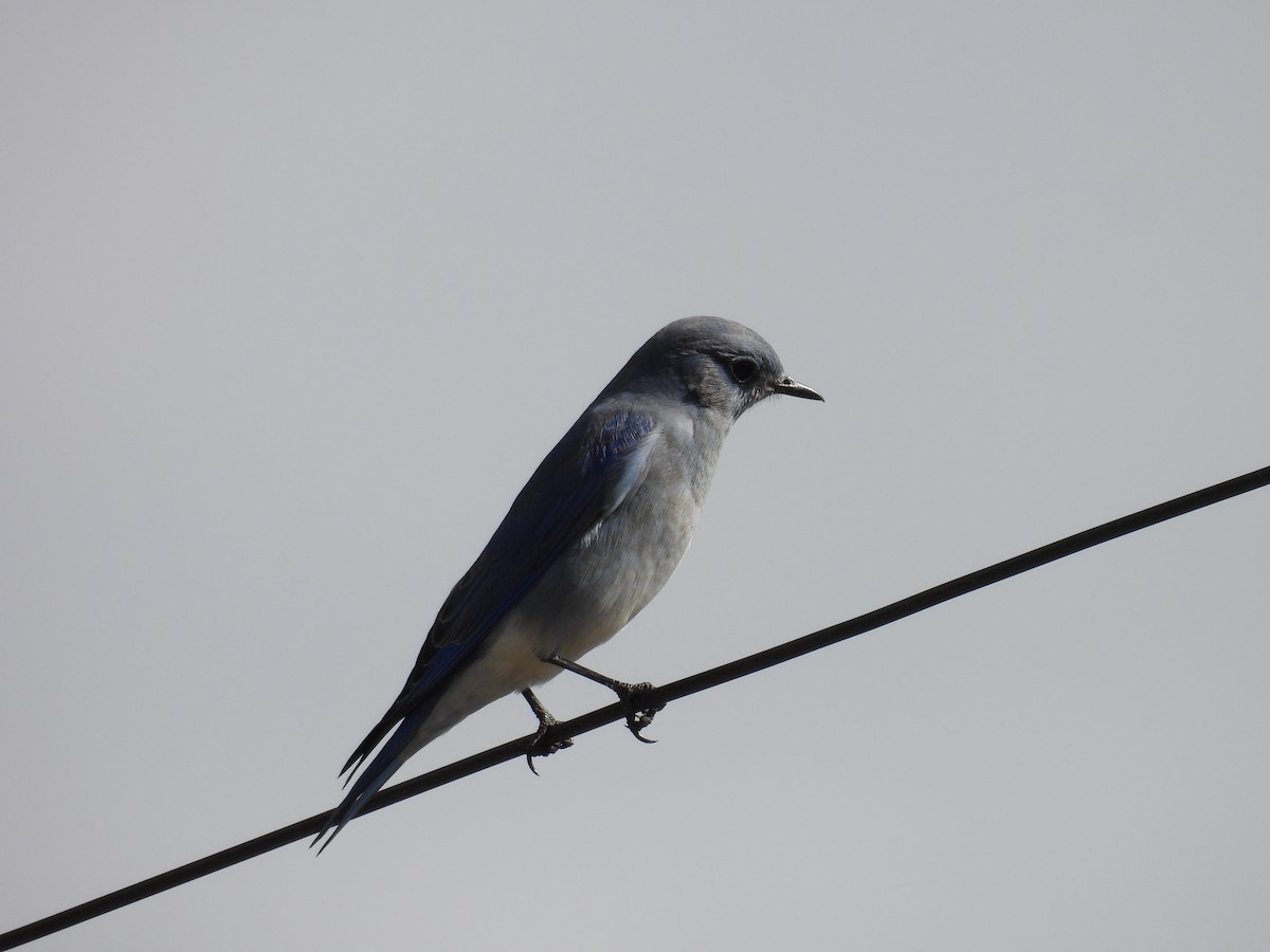 Mountain Bluebird - ML643457137