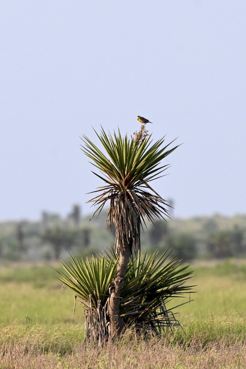 Eastern Meadowlark - ML643457165