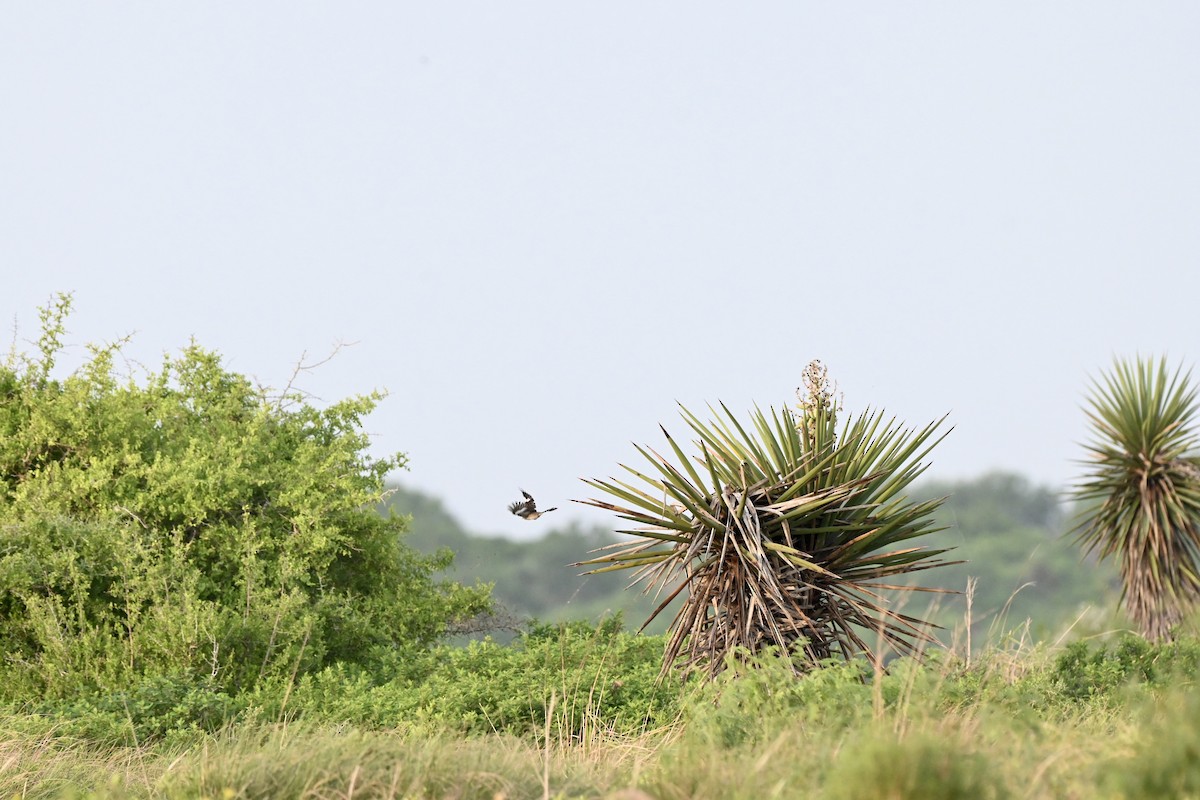 Eastern Meadowlark - ML643457166