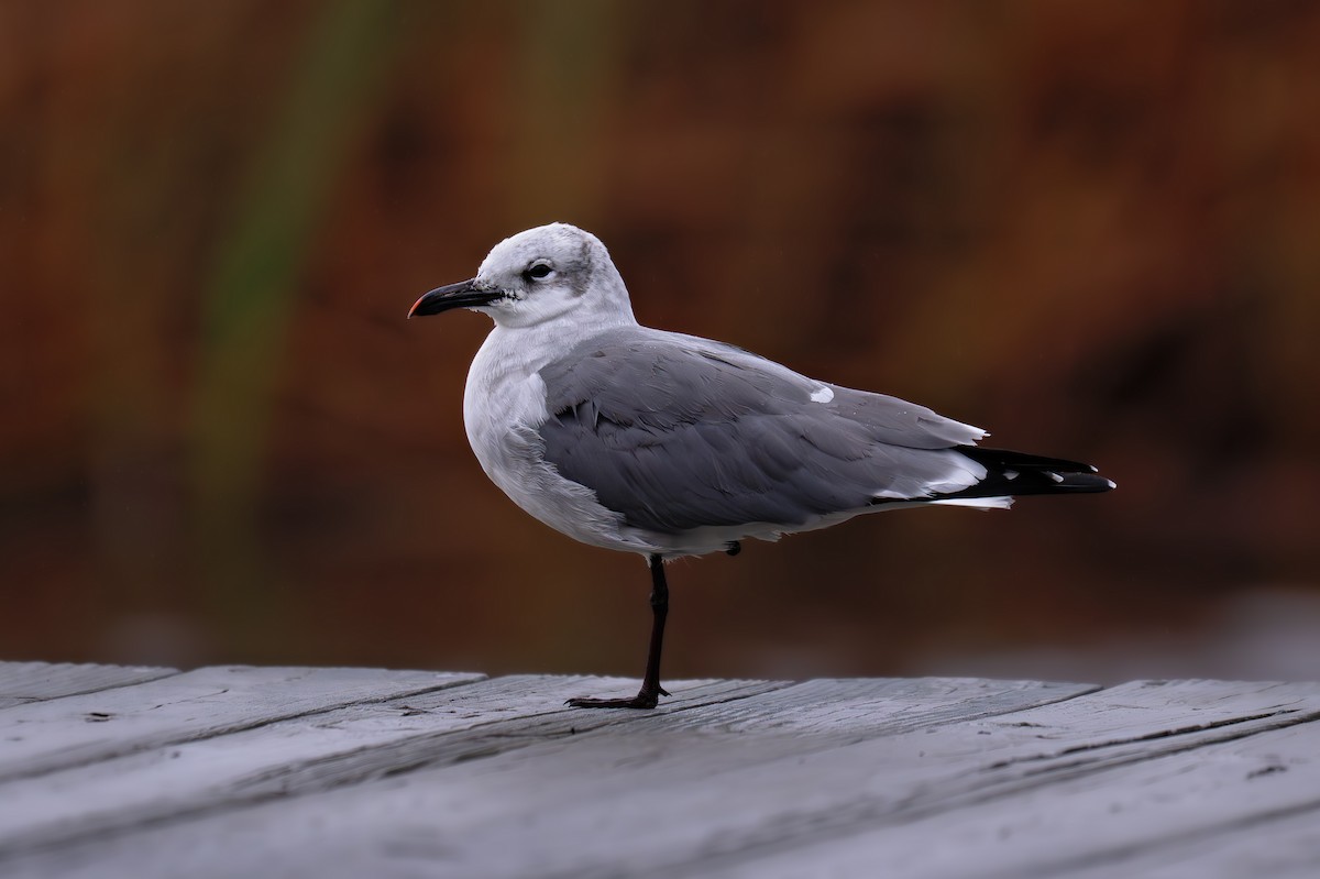 Laughing Gull - ML643457168