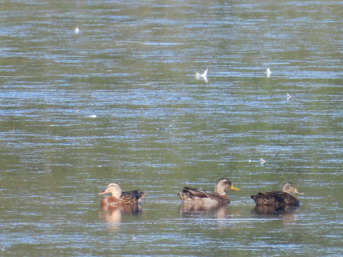 American Black Duck - ML643457175