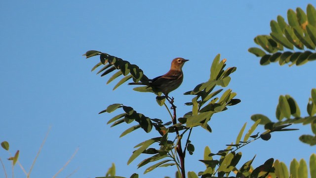 Reinita Coronada (coronata) - ML643457178