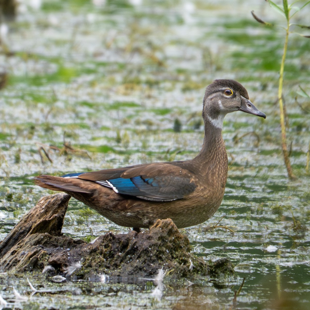 Wood Duck - ML643457194