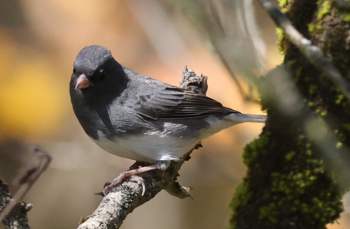 vinterjunko (hyemalis/carolinensis) - ML643457198
