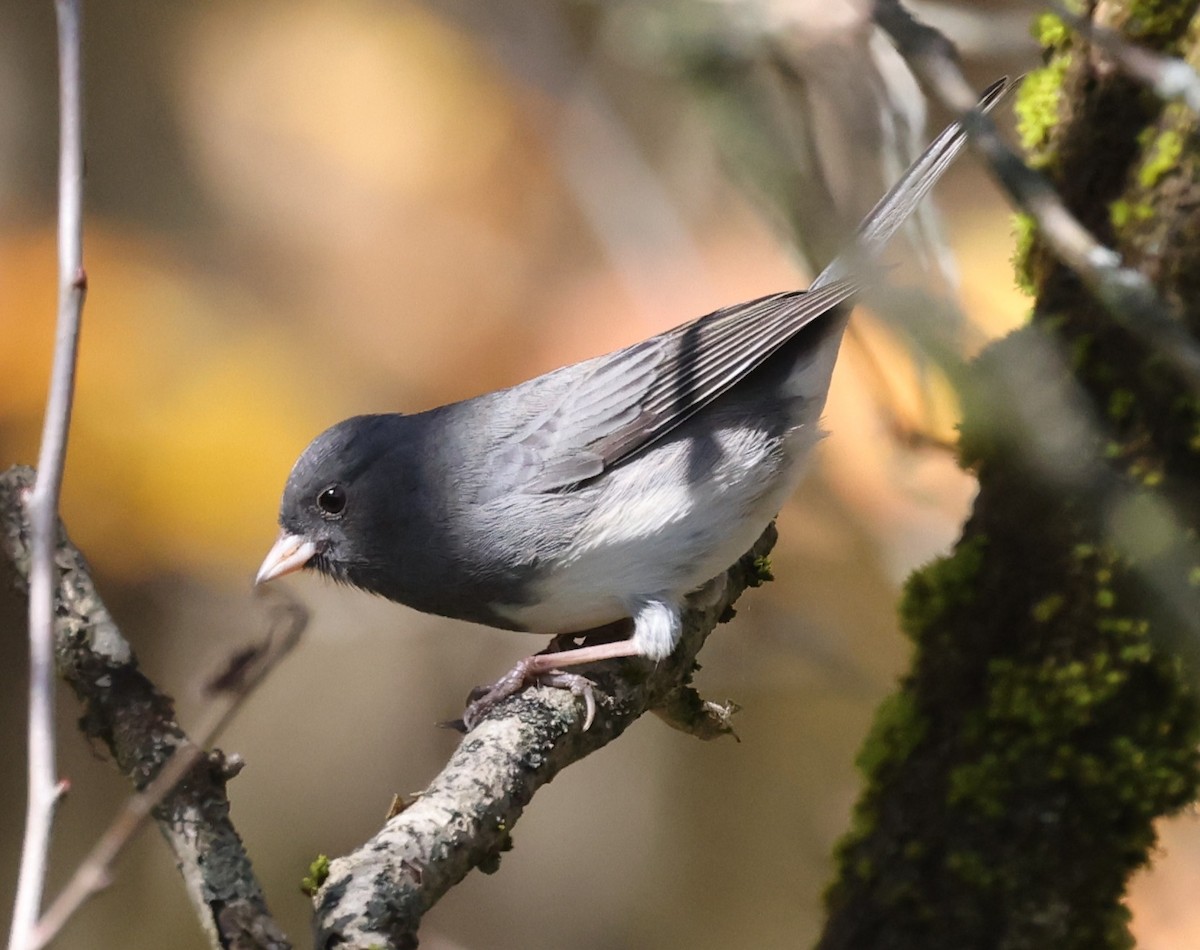 vinterjunko (hyemalis/carolinensis) - ML643457199