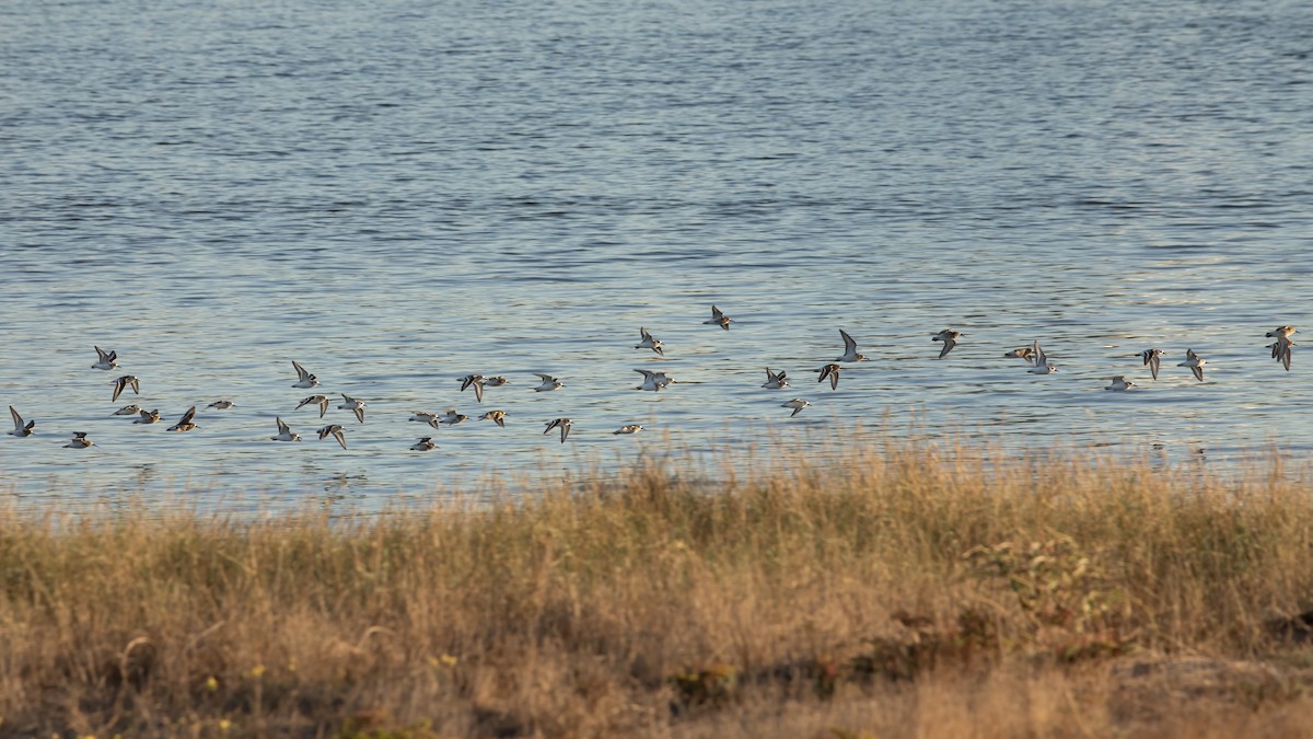 Sanderling - ML643457206