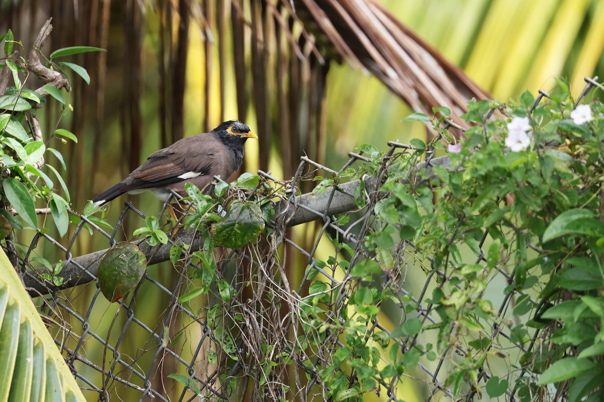 majna obecná - ML643457216