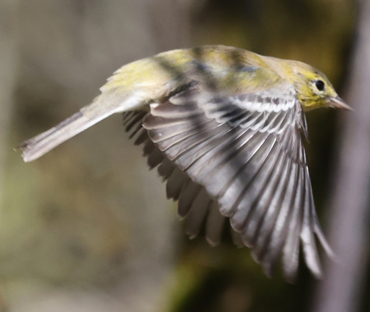 Pine Warbler - ML643457224