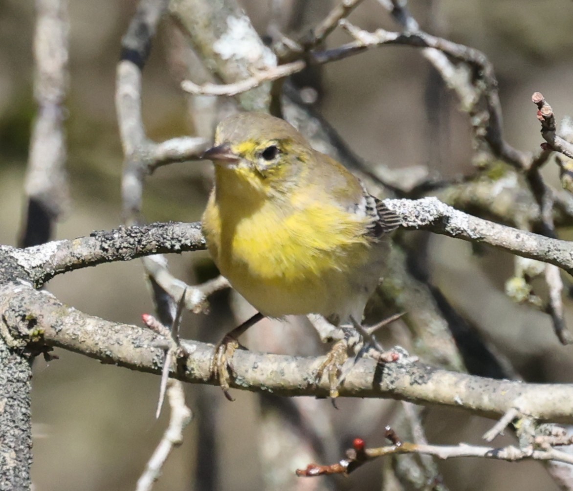 Pine Warbler - ML643457226