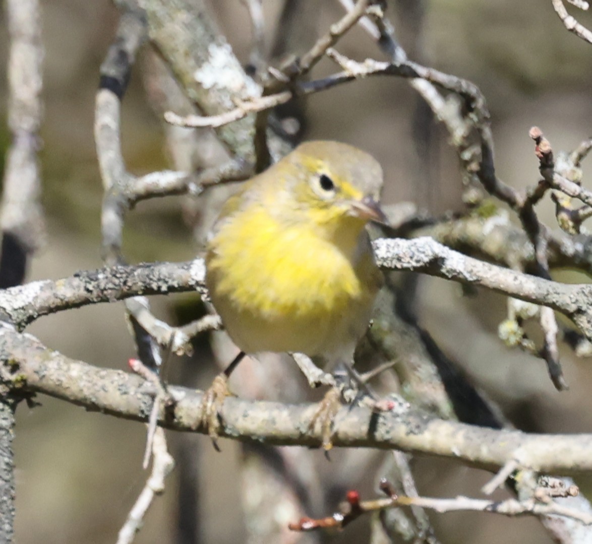 Pine Warbler - ML643457227