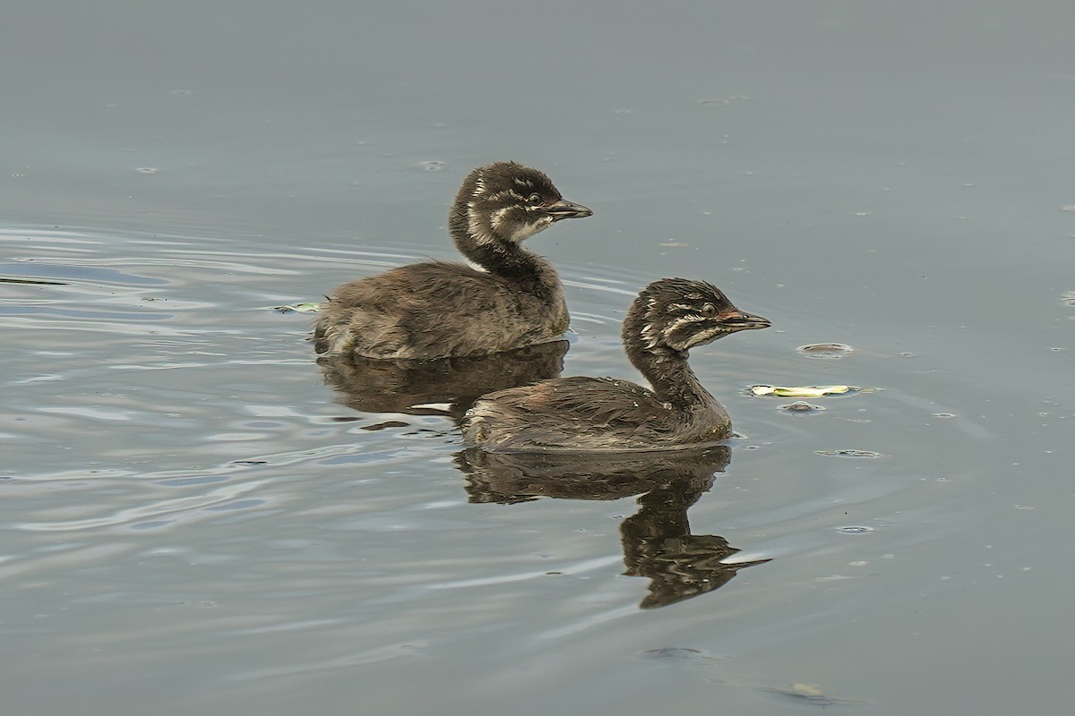 Least Grebe - ML643457230
